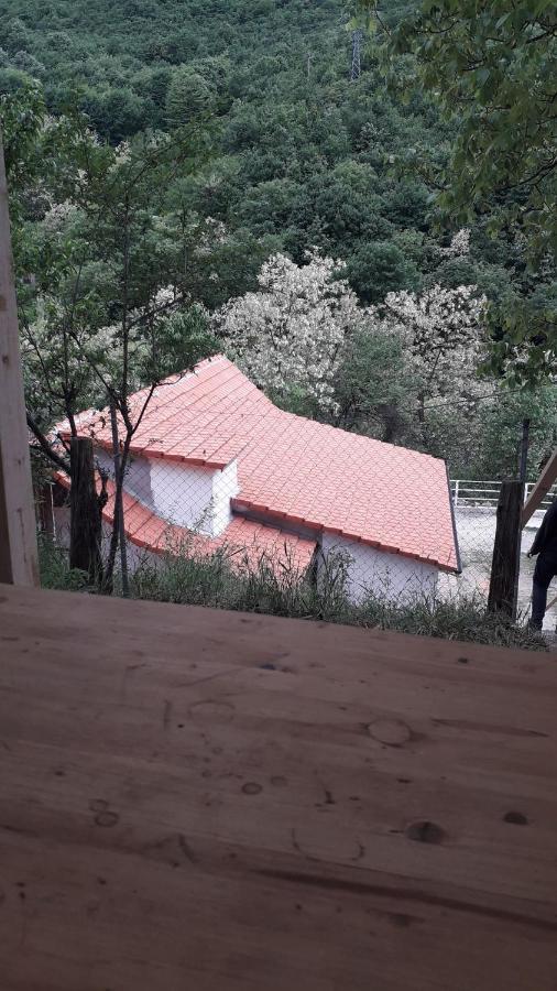 Andrei Villa Sasca Montană Eksteriør bilde